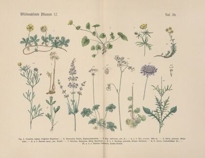 Lehrbuch der praktischen Pflanzenkunde in Wort und Bild Pl.39
