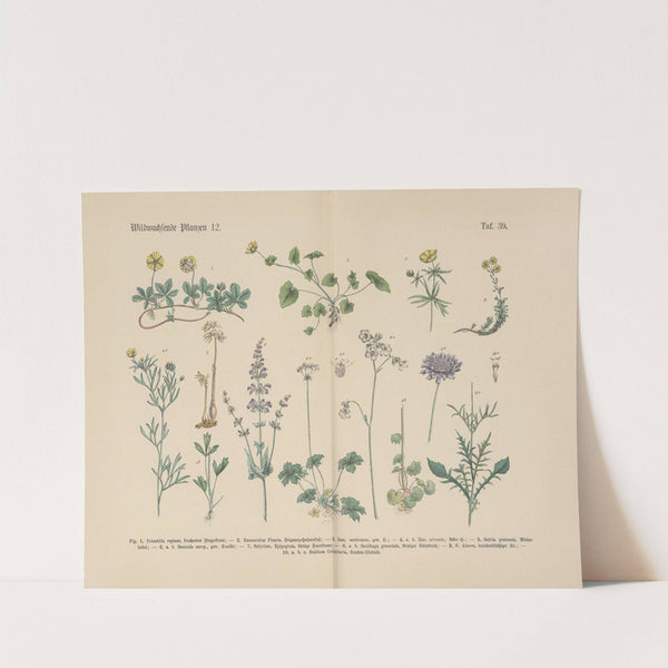 Lehrbuch der praktischen Pflanzenkunde in Wort und Bild Pl.39 by Carl Hoffmann