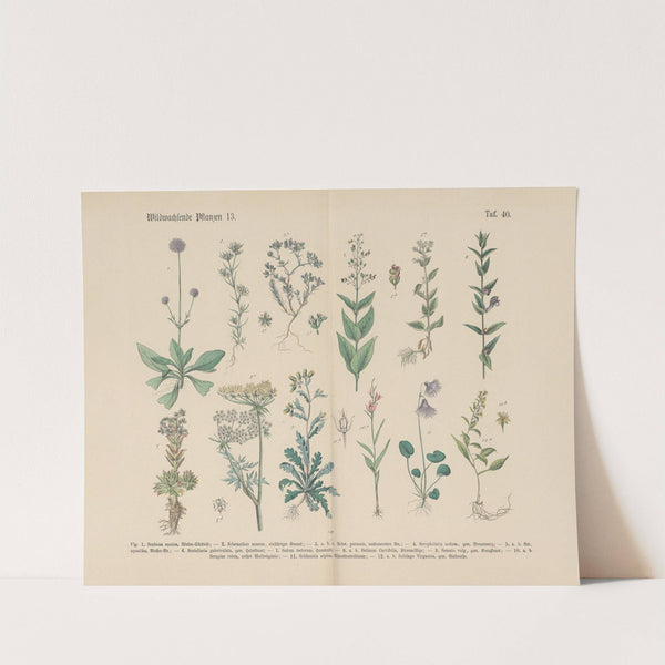 Lehrbuch der praktischen Pflanzenkunde in Wort und Bild Pl.40 by Carl Hoffmann