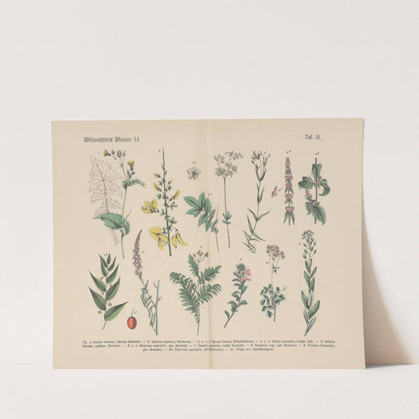 Lehrbuch der praktischen Pflanzenkunde in Wort und Bild Pl.41 by Carl Hoffmann