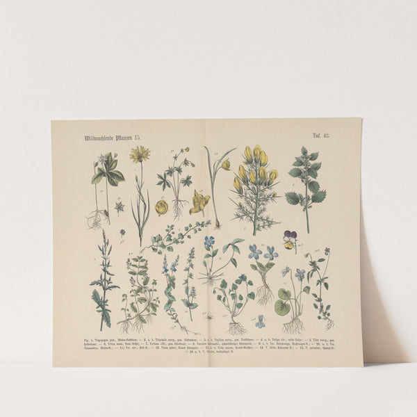 Lehrbuch der praktischen Pflanzenkunde in Wort und Bild Pl.42 by Carl Hoffmann