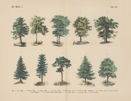 Lehrbuch der praktischen Pflanzenkunde in Wort und Bild Pl.43