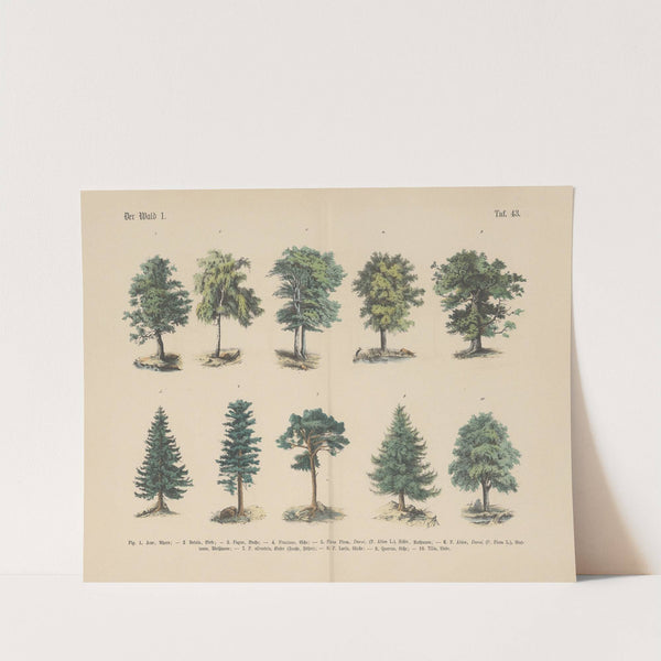 Lehrbuch der praktischen Pflanzenkunde in Wort und Bild Pl.43 by Carl Hoffmann