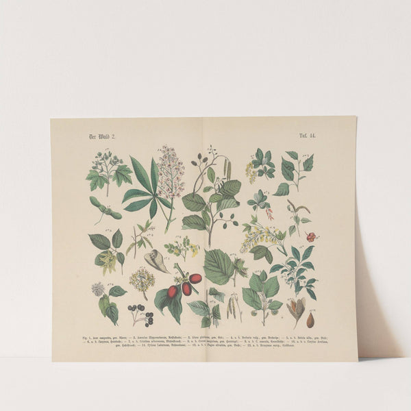 Lehrbuch der praktischen Pflanzenkunde in Wort und Bild Pl.44 by Carl Hoffmann