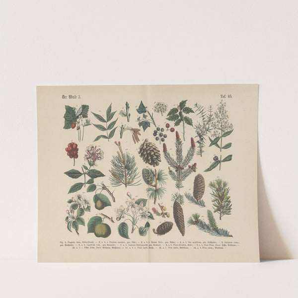 Lehrbuch der praktischen Pflanzenkunde in Wort und Bild Pl.45 by Carl Hoffmann