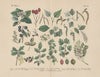 Lehrbuch der praktischen Pflanzenkunde in Wort und Bild Pl.46