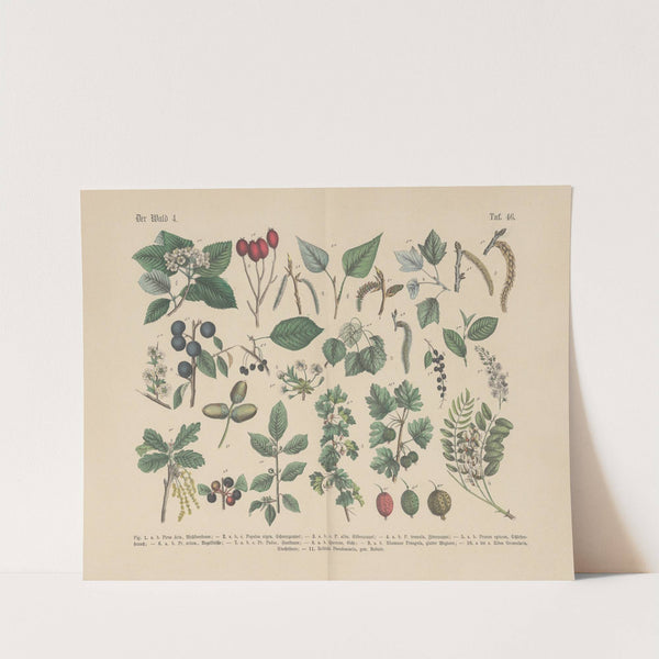 Lehrbuch der praktischen Pflanzenkunde in Wort und Bild Pl.46 by Carl Hoffmann