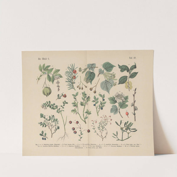 Lehrbuch der praktischen Pflanzenkunde in Wort und Bild Pl.48 (1880s) by Carl Hoffmann