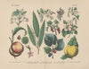 Lehrbuch der praktischen Pflanzenkunde in Wort und Bild Pl.49