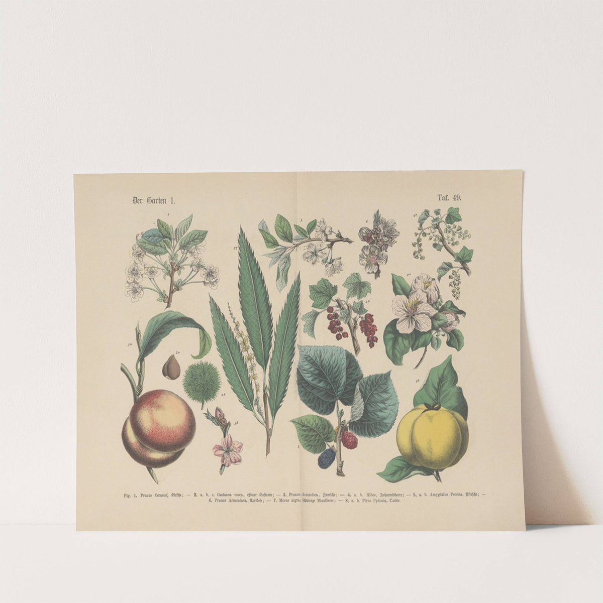 Lehrbuch der praktischen Pflanzenkunde in Wort und Bild Pl.49 (1880s) by Carl Hoffmann