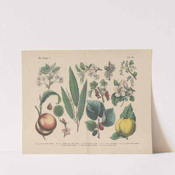 Lehrbuch der praktischen Pflanzenkunde in Wort und Bild Pl.49 (1880s) by Carl Hoffmann