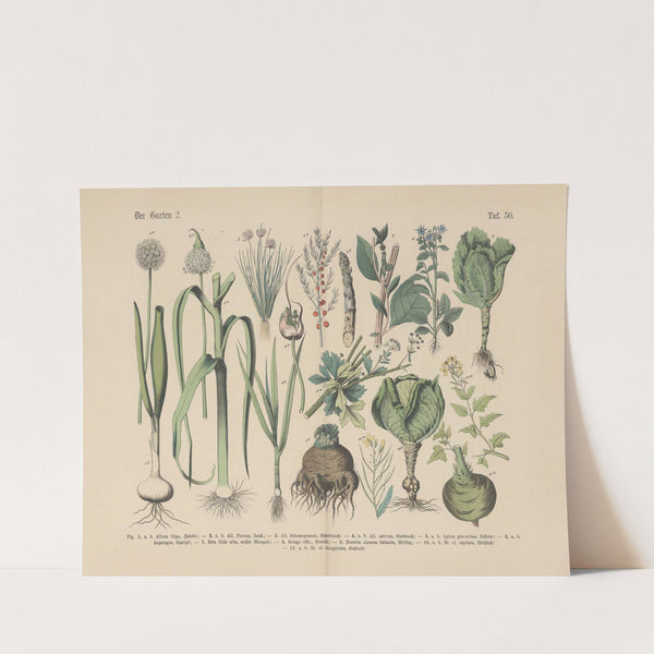 Lehrbuch der praktischen Pflanzenkunde in Wort und Bild Pl.50 (1880s) by Carl Hoffmann
