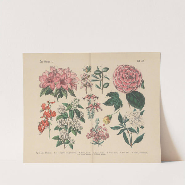 Lehrbuch der praktischen Pflanzenkunde in Wort und Bild Pl.52 (1880s) by Carl Hoffmann