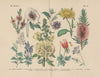 Lehrbuch der praktischen Pflanzenkunde in Wort und Bild Pl.53