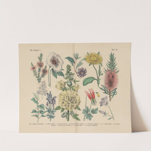 Lehrbuch der praktischen Pflanzenkunde in Wort und Bild Pl.53 (1880s) by Carl Hoffmann