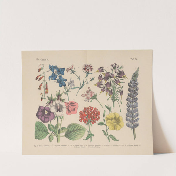 Lehrbuch der praktischen Pflanzenkunde in Wort und Bild Pl.54 (1880s) by Carl Hoffmann