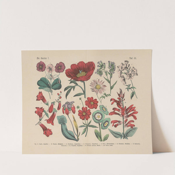 Lehrbuch der praktischen Pflanzenkunde in Wort und Bild Pl.55 (1880s) by Carl Hoffmann