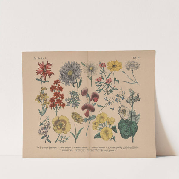 Lehrbuch der praktischen Pflanzenkunde in Wort und Bild Pl.56 (1880s) by Carl Hoffmann