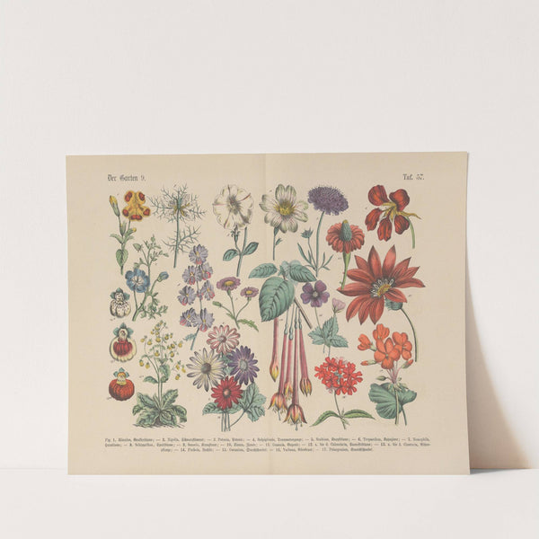 Lehrbuch der praktischen Pflanzenkunde in Wort und Bild Pl.57 by Carl Hoffmann