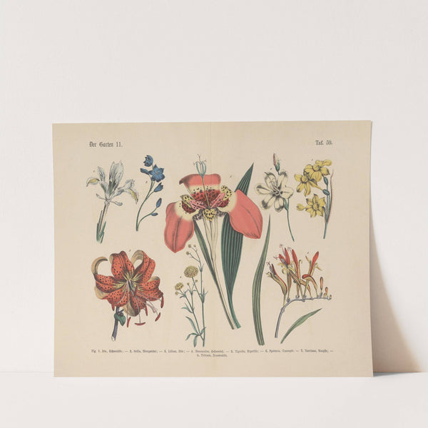 Lehrbuch der praktischen Pflanzenkunde in Wort und Bild Pl.59 by Carl Hoffmann