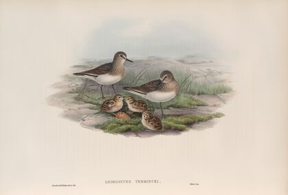 Leimonites Temminckii. Temminck’s Stint. (1862-1873)