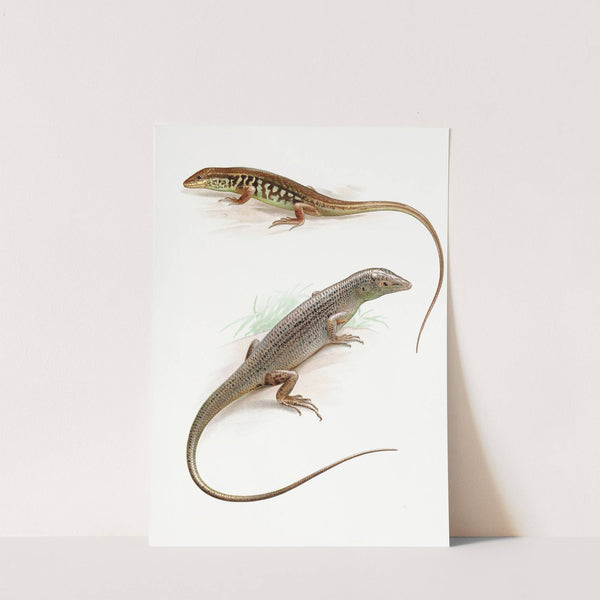 Leiolopisma pullum Barbour and Dasia Smaragdinum by Thomas Barbour