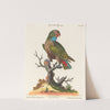 Leitner after George Edwards, Parrot (Le Perroquet Brunatre. Pfittacus Fulcus Mexicanus) by Johann Sebastian Leitner