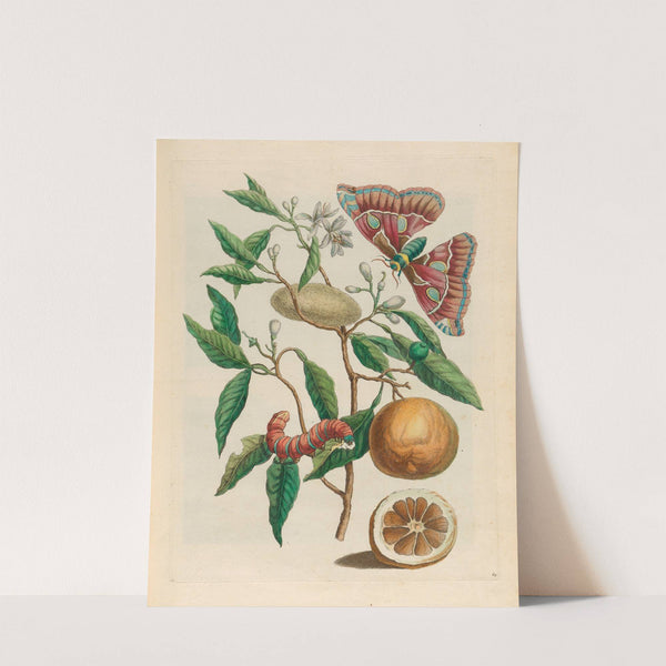 Lemon (1719) by Maria Sibylla Merian