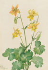 Lemon Columbine (Aquilegia flavescens) (1925)