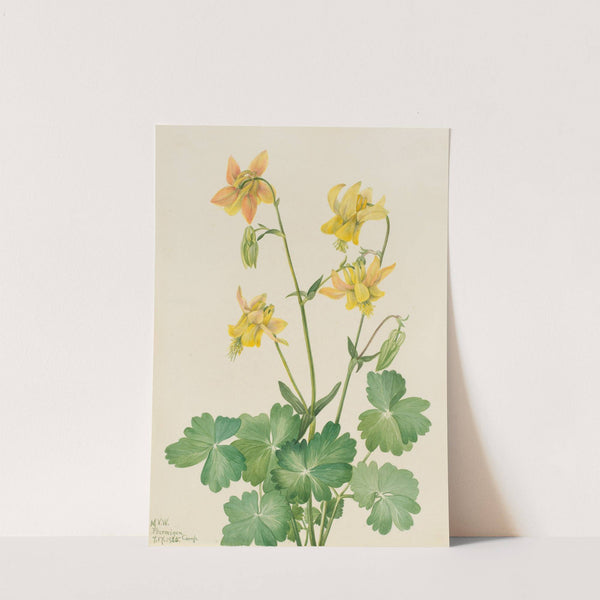 Lemon Columbine (Aquilegia flavescens) (1925) by Mary Vaux Walcott