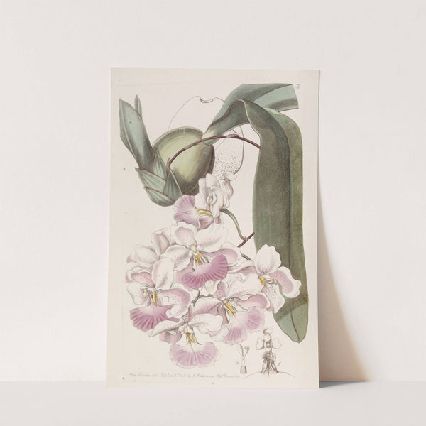 Lemon-scented Odontoglossum (1815-1819) by Sydenham Edwards