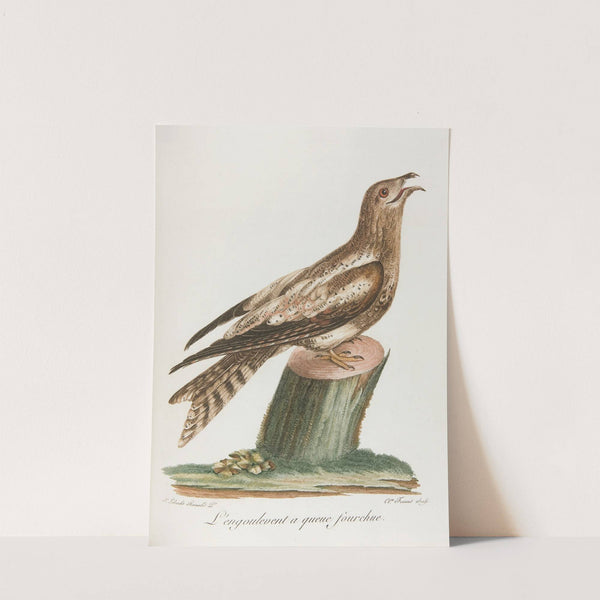 L’engoulevent a queue fourchue (18th century) by François Levaillant