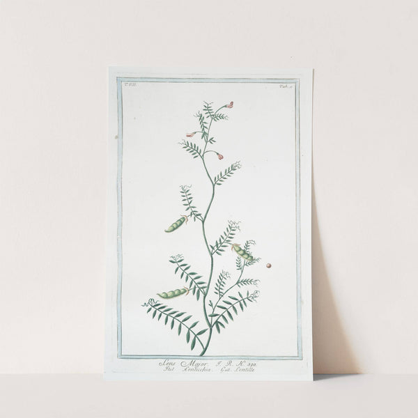 Lens major - Lenticchia - Lentille. (Lentils) by Giorgio Bonelli