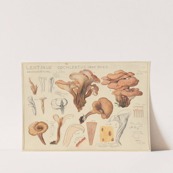 Lentinus cochleatus (Pers) Fries. (1915-1945) by Hans Walty