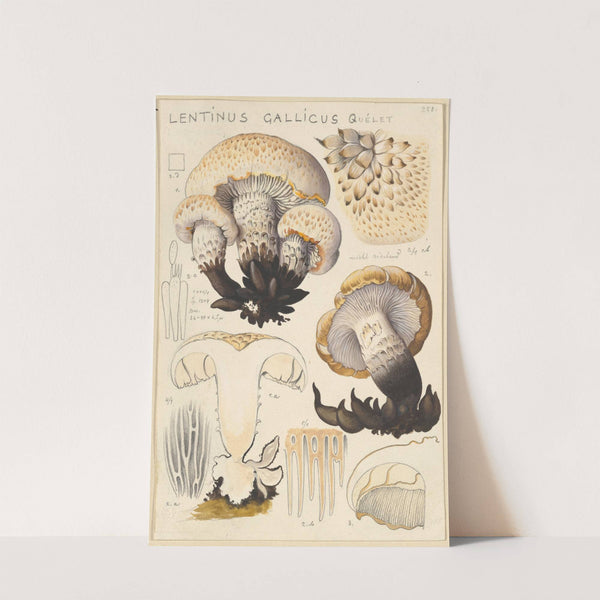 Lentinus gallicus (1915-1945) by Hans Walty