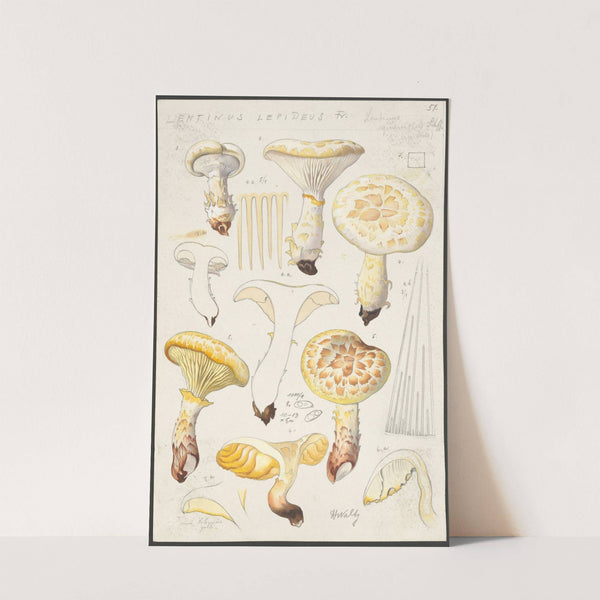 Lentinus lepideus Fr., Lentinus squamosus Schff. (lepideus) (1915-1945) by Hans Walty