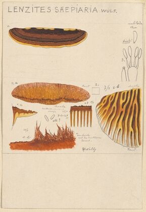 Lenzites saepiaria (1915-1945)