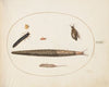 Leopard Slug, Ground Beetle Larva, a Rat-tailed Maggot, and Other Creatures (1575-1590)