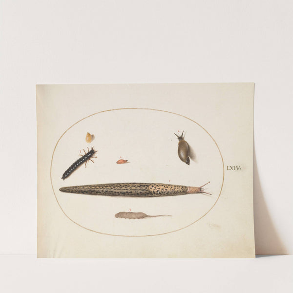 Leopard Slug, Ground Beetle Larva, a Rat-tailed Maggot, and Other Creatures (1575-1590) by Joris Hoefnagel