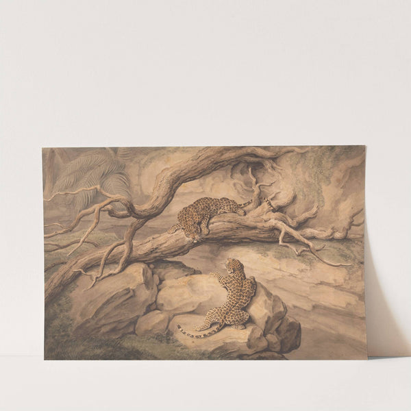 Leopards at Play Among Fallen Trees and Rocks by Samuel Howitt