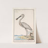 Lepelaar (Platalea leucorodia) (1596-1610) by Anselmus Boëtius de Boodt