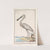 Lepelaar (Platalea leucorodia) (1596-1610) by Anselmus Boëtius de Boodt