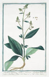 Lepidium latifolium – Lepidium Pauli – Lepidium Plinii – Erba Slsa. (Wide-leaf cress)