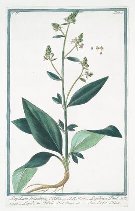 Lepidium latifolium – Lepidium Pauli – Lepidium Plinii – Erba Slsa. (Wide-leaf cress)