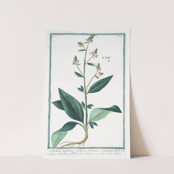 Lepidium latifolium - Lepidium Pauli - Lepidium Plinii - Erba Slsa. (Wide-leaf cress) by Giorgio Bonelli