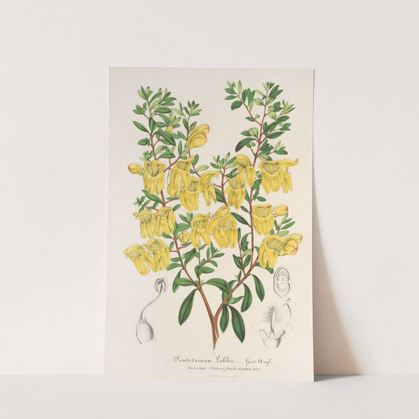 Lepidostemon penstemonoides (Penstemon Lobbii) by Charles Antoine Lemaire