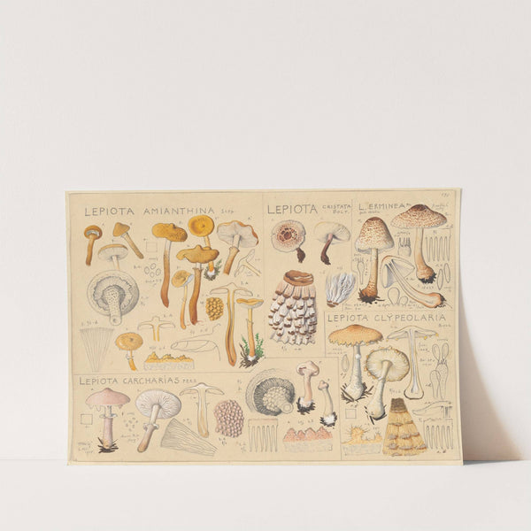 Lepiota amianthina, Lepiota cristata (1915-1945) by Hans Walty