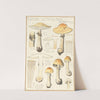 Lepiota guttata pers. (1915-1945) by Hans Walty