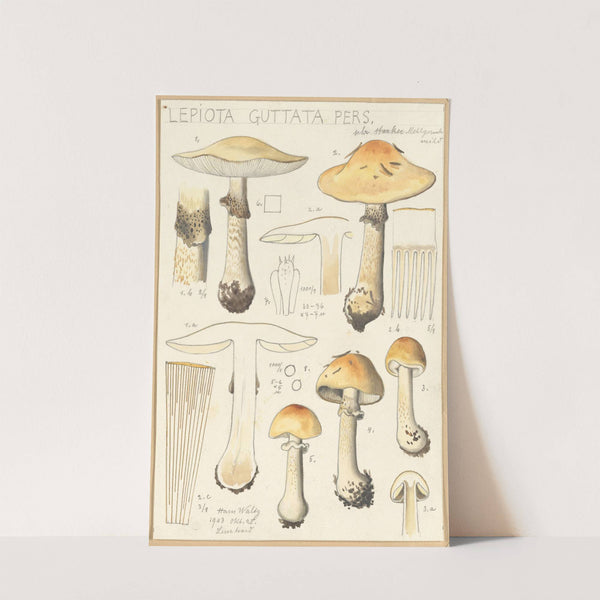 Lepiota guttata pers. (1915-1945) by Hans Walty