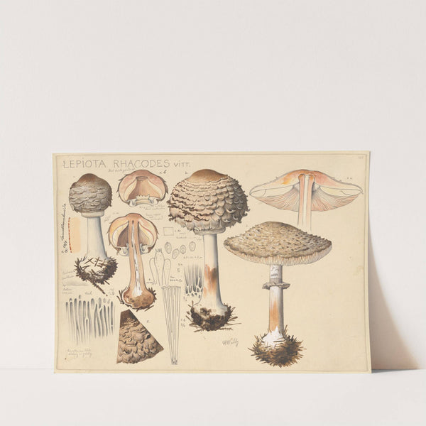 Lepiota rhacodes Vitt. (1915-1945) by Hans Walty